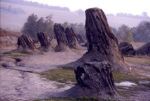 foresta fossile imm
