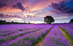 clouds-above-the-lavender-field