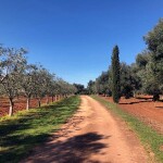 area-camper-masseria-appia-traiana-ostuni-brindisi-viale-ingresso